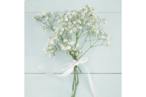  A Guide to Caring for Baby’s Breath Flowers