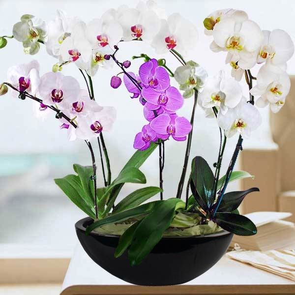 Live Orchid Plant Singapore| Order Online Florist| For Sale