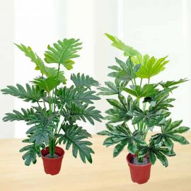 Artificial Philodendron Selloum & Fatsia Plant