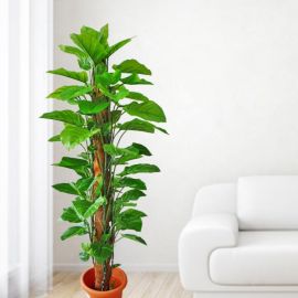 Artificial Money Plant 175cm Height