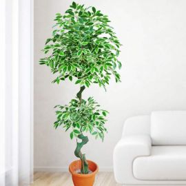 Artificial Ficus benjamina Plant 6 feet Height