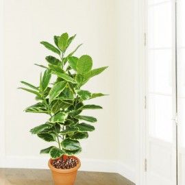 Artificial Ficus Benghalensis Plant 110cm Height