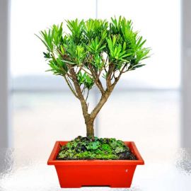 Buddhist Pine Bonsai Tree 罗汉松 30cm Height