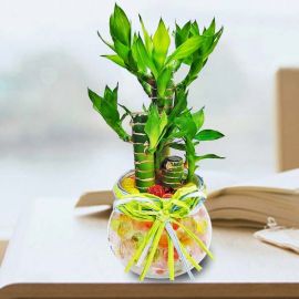 Dracaena plant 荷花竹 With Crystal-Soil in Recycle Glass V