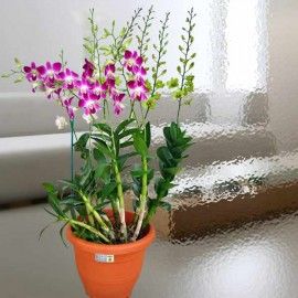 Live Orchid Plants