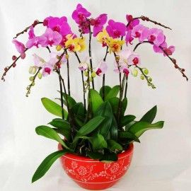 Live Phalaenopsis Orchids Mixed Color Potted Plant