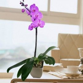 Live Phalaenopsis Purple Orchid In pot 