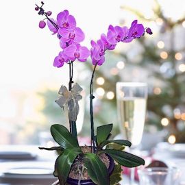 Purple Live Phalaenopsis Orchids Potted Plants ( 2 stalks )