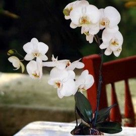 White Live Phalaenopsis Orchids ( Center Yellow ) Potted Plants