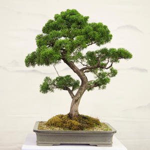 Breathe Life into Your Living Room with these 5 Exquisite Bonsai Picks