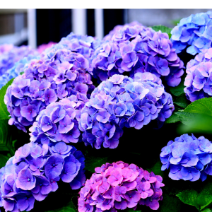 Hydrangea Harmony: A Concise Guide to Origins, Varieties, Caring tips, and Symbolism