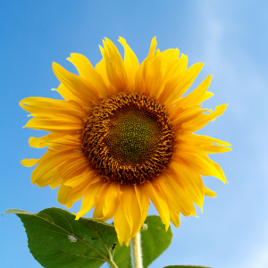 Exploring the Symbolism, Occasions, and Care Tips for Sunflowers