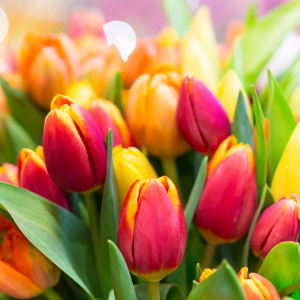 Tulips in Every Hue: A Grand Tour of Types, Gifting Elegance, and Expert Care Guidelines