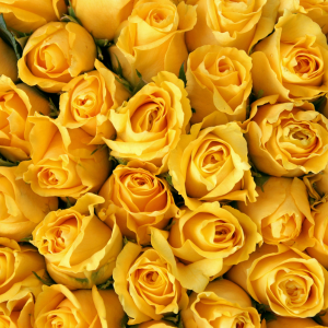 Exploring the Meaning Behind 5 of the Most Beautiful Yellow Flowers